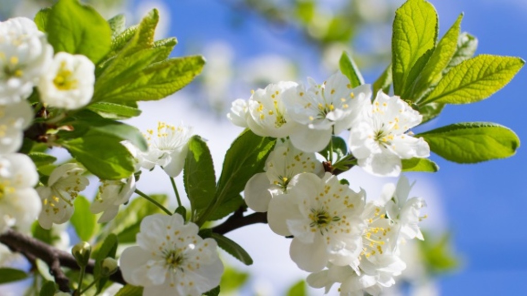 spring_flowers